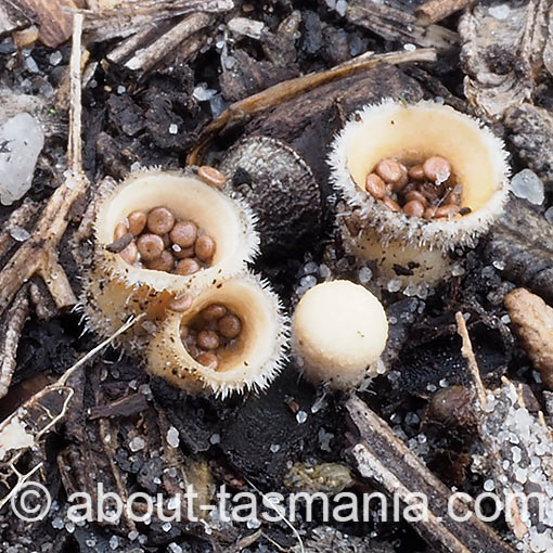 Nidula niveotomentosa, fungi, Tasmania