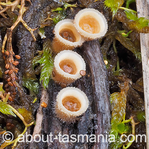 Nidula niveotomentosa, fungi, Tasmania