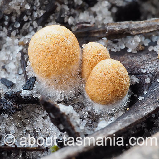 Nidula niveotomentosa, fungi, Tasmania
