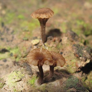 Omphalina umbellifera