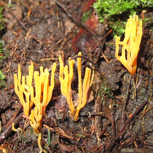 Ramariopsis crocea, Tasmania, fungi