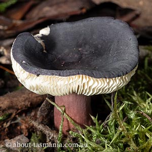 Russula lenkunya