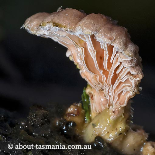 Schizophyllum commune, fungi, Tasmania