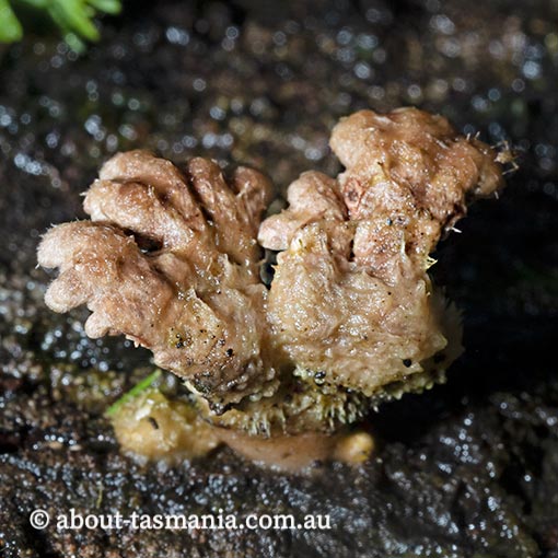 Schizophyllum commune, fungi, Tasmania