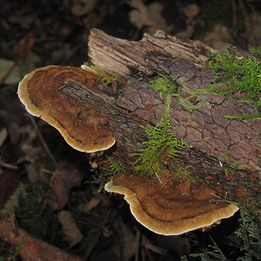 Skeletocutis nivea, Tasmania, fungi