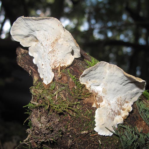 Skeletocutis nivea, Tasmania, fungi