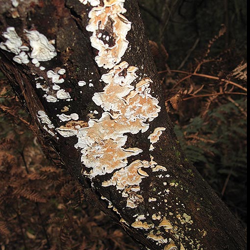 Steccherinum ochraceum, fungi, Tasmania
