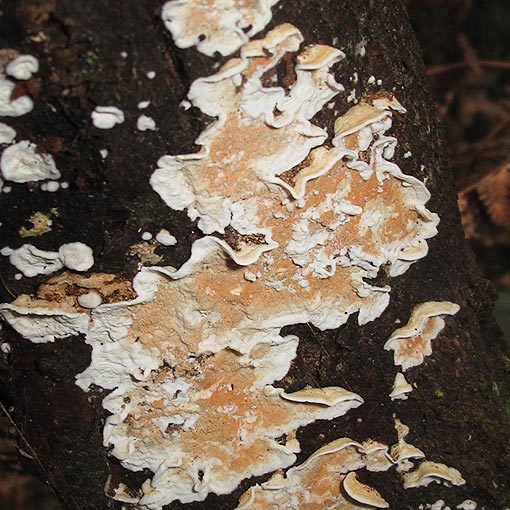 Steccherinum ochraceum, fungi, Tasmania