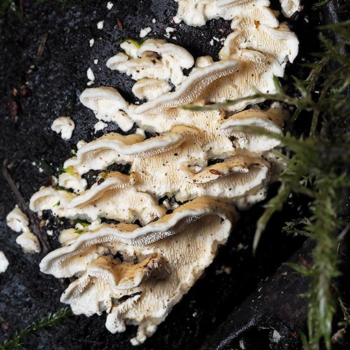 Steccherinum ochraceum, fungi, Tasmania
