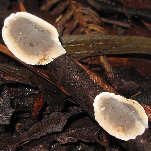 Stereum aff. rugosum, fungi, Tasmania