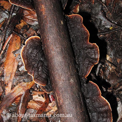Stereum aff. rugosum, fungi, Tasmania