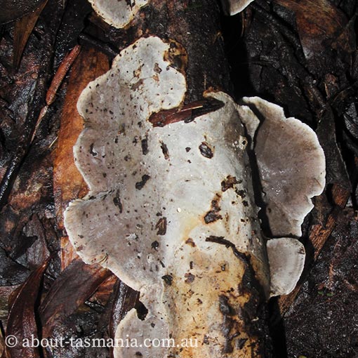 Stereum aff. rugosum, fungi, Tasmania