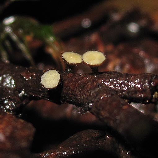 Hymenotorrendiella clelandii, fungi, Tasmania
