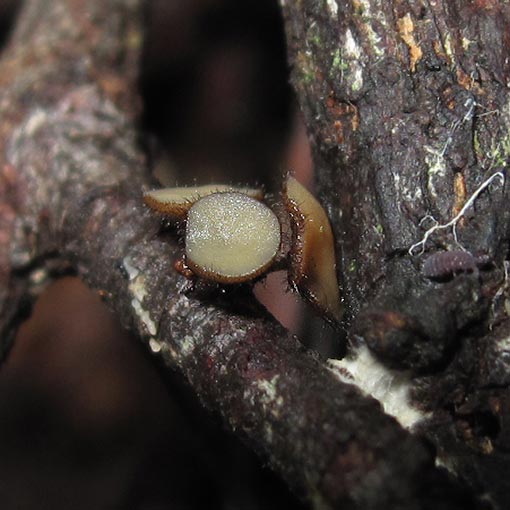 Hymenotorrendiella clelandii, fungi, Tasmania