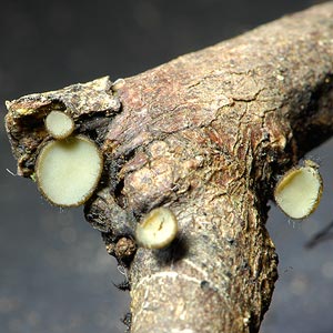 Hymenotorrendiella clelandii