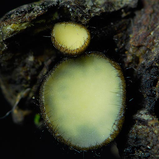 Hymenotorrendiella clelandii, fungi, Tasmania