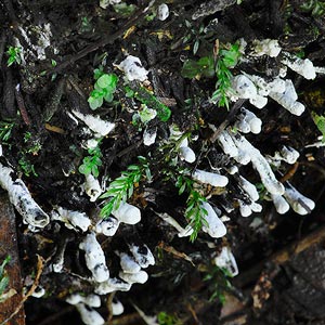 Xylaria sp.