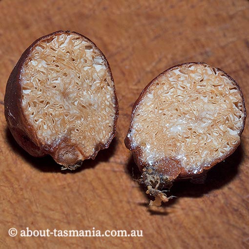 Zelleromyces cf. daucinus, fungi, Tasmania