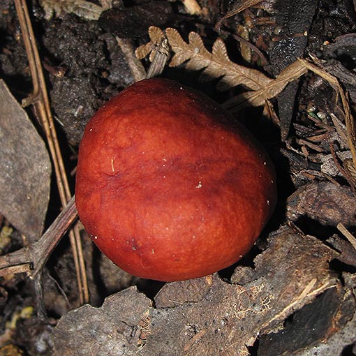 Zelleromyces cf. daucinus, fungi, Tasmania