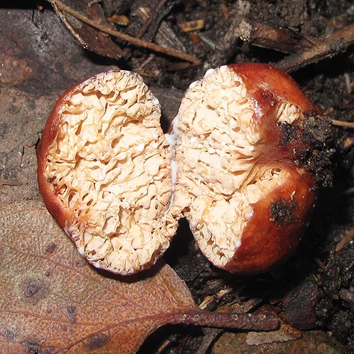 Zelleromyces cf. daucinus, fungi, Tasmania
