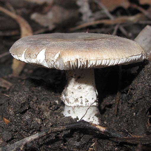 Amanita sp., fungi, Tasmania