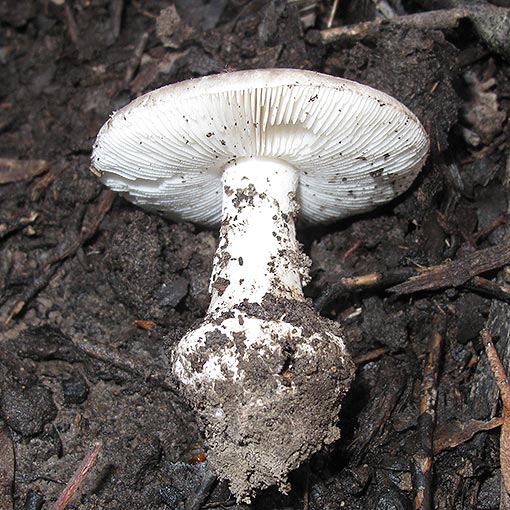 Amanita sp., fungi, Tasmania