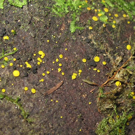 Bisporella sulfurina, fungi, Tasmania