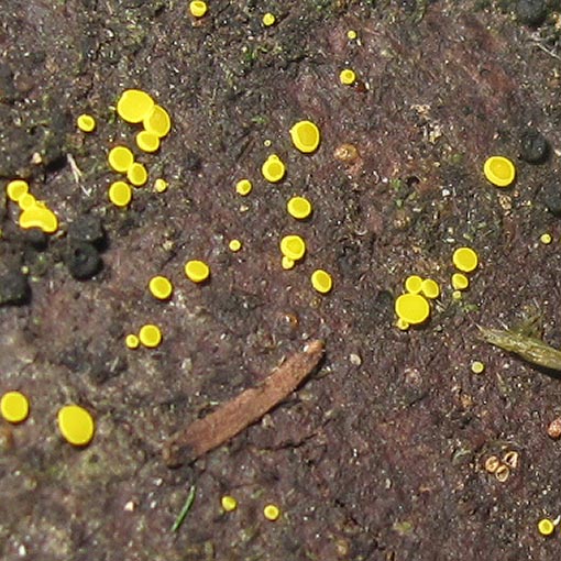 Bisporella sulfurina, fungi, Tasmania