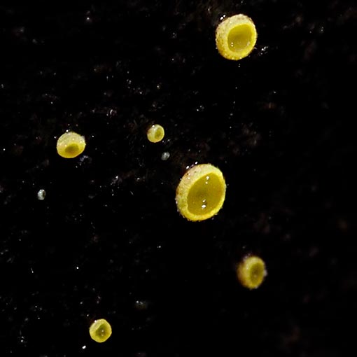 Bisporella sulfurina, fungi, Tasmania