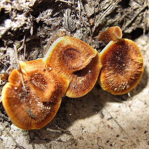 Coltricia australica, fungi, Tasmania
