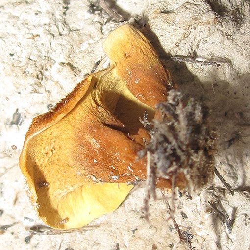 Coltricia australica, fungi, Tasmania