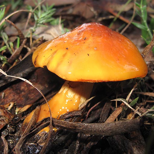 Cortinarius sinapicolor, fungi, Tasmania