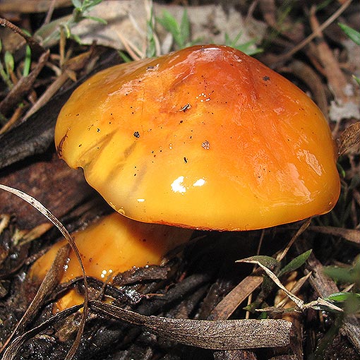 Cortinarius sinapicolor, fungi, Tasmania
