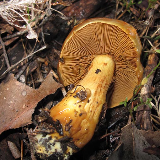 Cortinarius sinapicolor, fungi, Tasmania