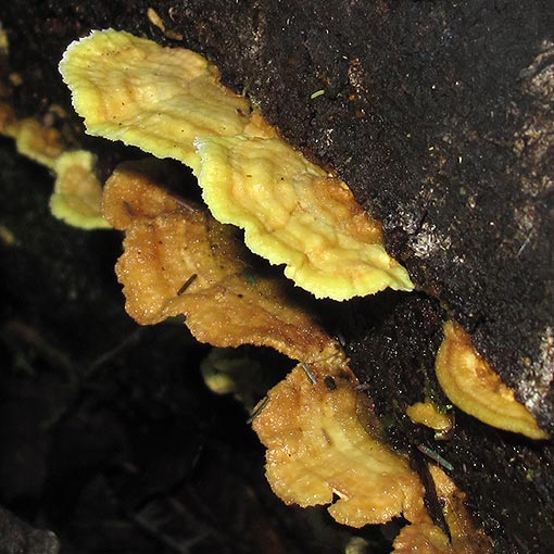 Flavodon flavus, fungi, Tasmania