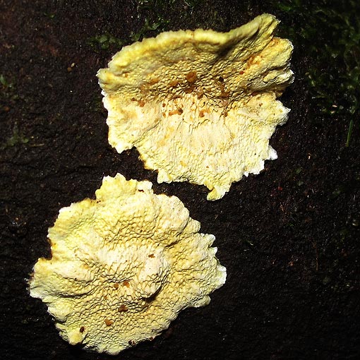 Flavodon flavus, fungi, Tasmania