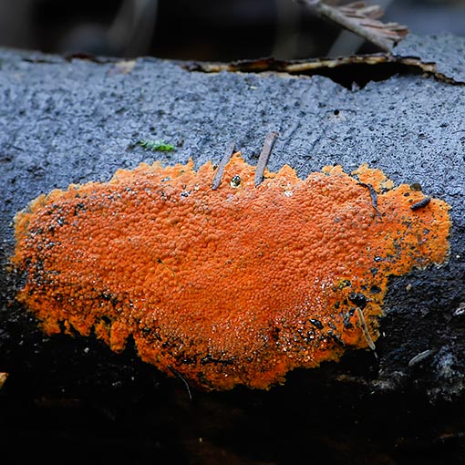 Hypoxylon crocopeplum, fungi, Tasmania
