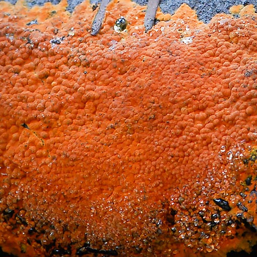 Hypoxylon crocopeplum, fungi, Tasmania