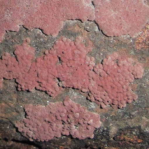 Daldinia placentiformis, Hypoxylon aff. placentiforme, Tasmania, fungi