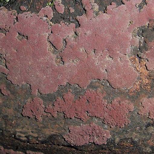 Daldinia placentiformis, Hypoxylon aff. placentiforme, Tasmania, fungi