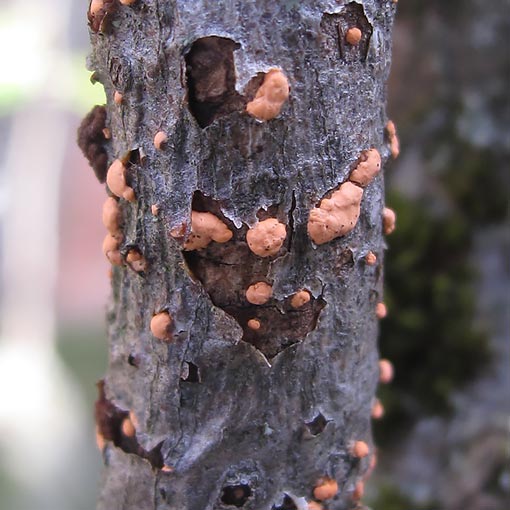 Nectria cinnabarina, fungi, Tasmania