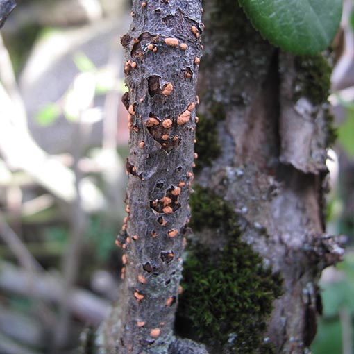 Nectria cinnabarina, fungi, Tasmania