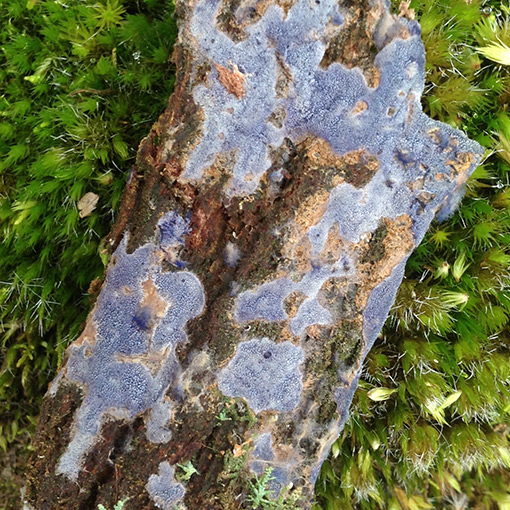 Peniophora cinerea, fungi, Tasmania