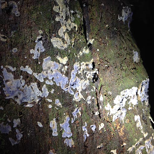 Peniophora cinerea, fungi, Tasmania