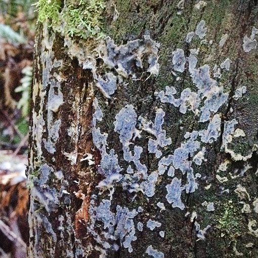 Peniophora cinerea, fungi, Tasmania