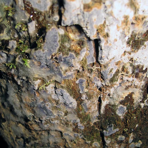 Peniophora cinerea, fungi, Tasmania