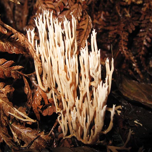 Ramaria gracilis, fungi, Tasmania