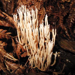 Ramaria gracilis