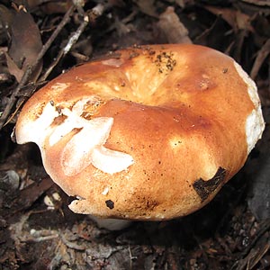 Russula aff. compacta