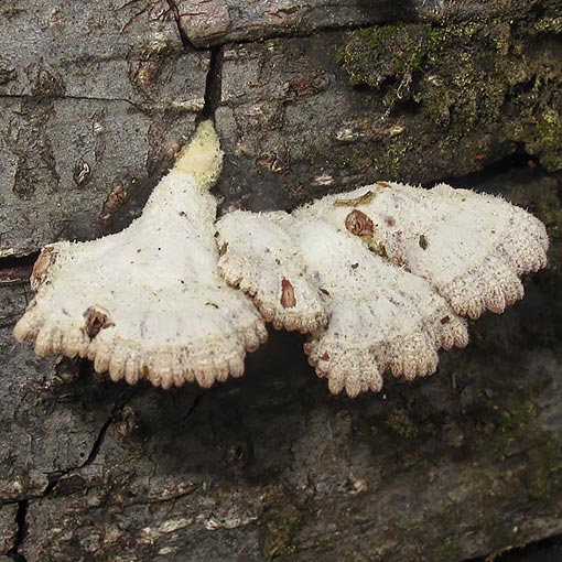 Schizophyllum commune,  fungi, Tasmania
